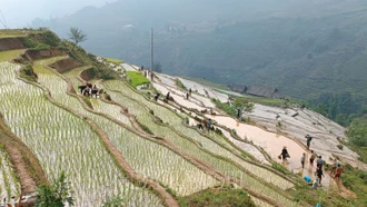 Nông dân vùng cao đẩy nhanh tiến độ gieo cấy lúa mùa sớm