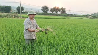 Tăng cường kiểm tra đồng ruộng, phòng trừ sinh vật hại lúa xuân