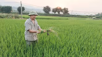 Tăng cường kiểm tra đồng ruộng, phòng trừ sinh vật hại lúa xuân
