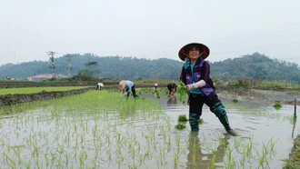 Theo chân nông dân ra đồng ngày đầu xuân