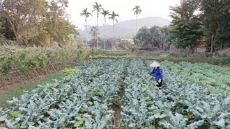 Lào Cai hoàn thành gieo trồng trên 95% diện tích rau màu vụ đông