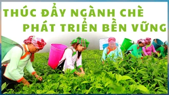 Thúc đẩy ngành chè phát triển bền vững