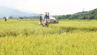 Lào Cai: Nông dân các địa phương khẩn trương thu hoạch lúa xuân