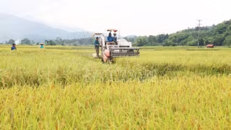Lào Cai: Nông dân các địa phương khẩn trương thu hoạch lúa xuân