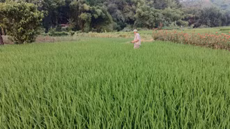 Sâu bệnh xuất hiện trên lúa xuân, cần chủ động phòng, trừ