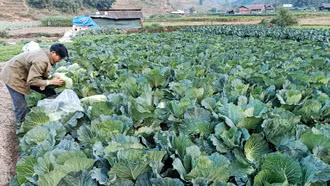 Giá trị sản xuất cây vụ đông đạt trên 130 triệu đồng/ha