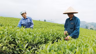Nông dân Lào Cai thu hoạch gần 23 nghìn tấn chè búp tươi