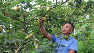 Hoàng Thu Phố (Bắc Hà): Mỗi ha lê cho thu hoạch quả, người dân thu trên 150 triệu đồng