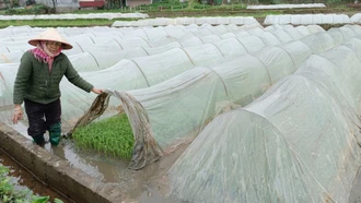 Toàn tỉnh dự kiến gieo cấy 9.800 ha lúa xuân