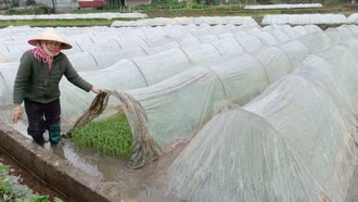 Toàn tỉnh dự kiến gieo cấy 9.800 ha lúa xuân