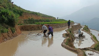 Lào Cai dự kiến gieo cấy hơn 24.200 ha lúa mùa