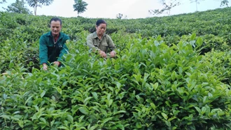 Mường Khương: Nông dân thu trên 267 tỷ đồng từ các cây trồng chủ lực