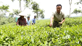 Ngành nông nghiệp Lào Cai: 11/20 chỉ tiêu đạt từ 80% - 100% kế hoạch năm