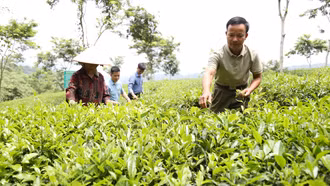 Ngành nông nghiệp Lào Cai: 11/20 chỉ tiêu đạt từ 80% - 100% kế hoạch năm 