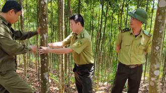 Bảo Yên thực hiện vượt mục tiêu nâng tỷ lệ che phủ rừng