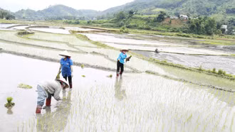 Nông dân Mường Vi xuống đồng gieo cấy lúa Séng cù vụ mới