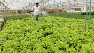 Nông dân thu 1.050 tỷ đồng từ trồng rau