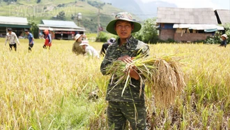 Nông dân Sa Pa vào vụ thu hoạch lúa mùa