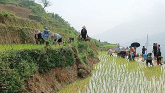 Sa Pa cơ bản hoàn thành gieo cấy lúa mùa 