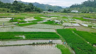 Nông dân Lào Cai phấn đấu hoàn thành gieo cấy lúa mùa trước 25/7