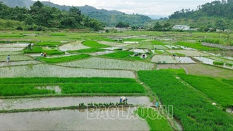 Nông dân Lào Cai phấn đấu hoàn thành gieo cấy lúa mùa trước 25/7