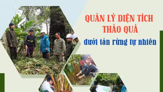 Quản lý diện tích thảo quả dưới tán rừng tự nhiên