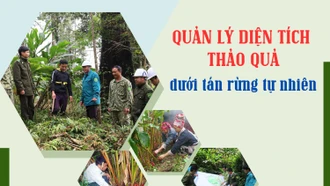 Quản lý diện tích thảo quả dưới tán rừng tự nhiên