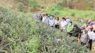 Triển vọng sản xuất, tiêu thụ nông sản bền vững từ một mô hình