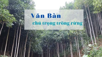 Văn Bàn chú trọng trồng rừng