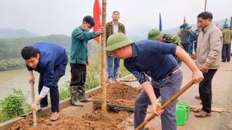 Để Tết trồng cây hiệu quả, thiết thực