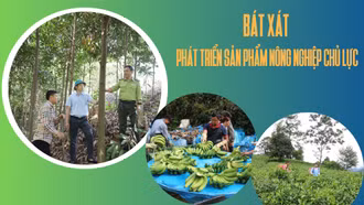 Bát Xát phát triển sản phẩm nông nghiệp chủ lực