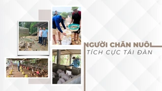 Người chăn nuôi tích cực tái đàn