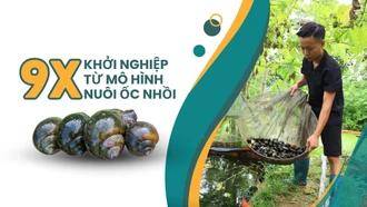 9X khởi nghiệp từ mô hình nuôi ốc nhồi