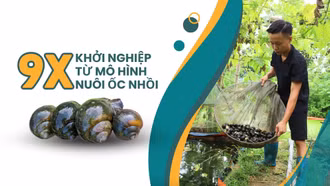 9X khởi nghiệp từ mô hình nuôi ốc nhồi