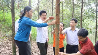 Hơn 60 hộ nông dân xã Phú Nhuận được tập huấn phòng trừ sâu đo hại quế