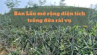 Bản Lầu mở rộng diện tích trồng dứa trái vụ