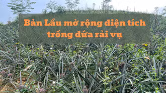 Bản Lầu mở rộng diện tích trồng dứa trái vụ