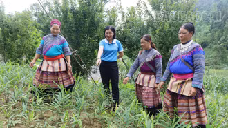 [Ảnh] Cùng phụ nữ vùng cao Si Ma Cai lên nương