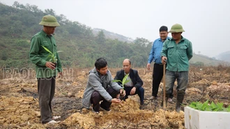 Trồng thí điểm giống chuối kháng bệnh vàng lá panama