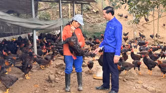 Bảo Thắng: Người chăn nuôi gà lo mất vụ tết