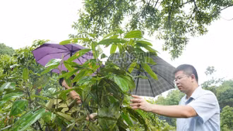 Bảo Thắng khẩn trương phòng, trừ sâu kèn hại quế