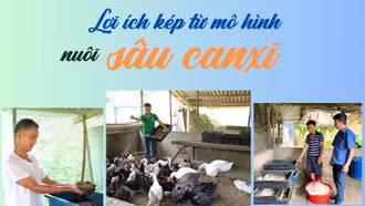 Lợi ích kép từ mô hình nuôi sâu canxi