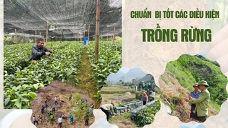 Chuẩn bị tốt các điều kiện trồng rừng