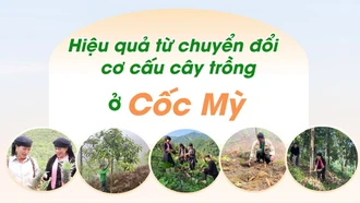 Hiệu quả từ chuyển đổi cơ cấu cây trồng ở Cốc Mỳ