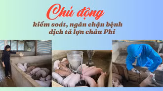 Chủ động kiểm soát, ngăn chặn bệnh dịch tả lợn châu Phi