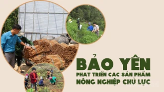 Bảo Yên phát triển các sản phẩm nông nghiệp chủ lực