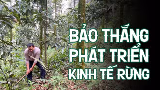 Bảo Thắng phát triển kinh tế rừng