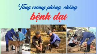 Tăng cường phòng, chống bệnh dại