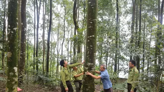 Để công nghiệp chế biến gỗ phát triển bền vững