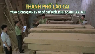 Thành phố Lào Cai tăng cường quản lý cơ sở chế biến, kinh doanh lâm sản